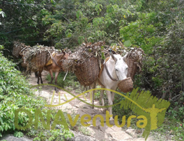 Produção rural sendo escoada pelo método centenário - em lombo de mulas e cavalos